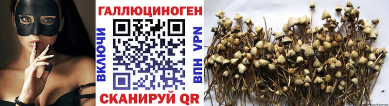 mega ССЫЛКА Михайлов Псилоцибиновые грибы Psilocybine cubensis